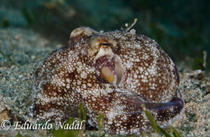 octopus by Eduardo Nadal 